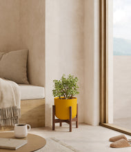 Load image into Gallery viewer, Sunset Orange stand:walnut

