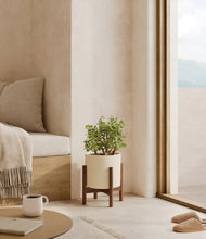 Load image into Gallery viewer, Cream stand:walnut

