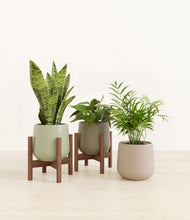 Load image into Gallery viewer, Earthy stand:two_stands
