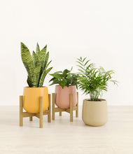 Load image into Gallery viewer, Evening Sky stand:two_stands
