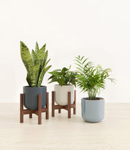 Load image into Gallery viewer, Pebble Shore stand:two_stands
