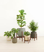 Load image into Gallery viewer, Woodland stand:three_stands
