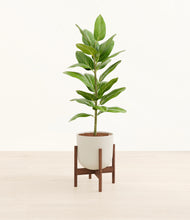 Load image into Gallery viewer, Natural Bamboo stand:walnut
