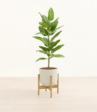 Load image into Gallery viewer, Natural Bamboo stand:bamboo
