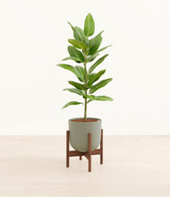 Load image into Gallery viewer, Sage Green stand:walnut
