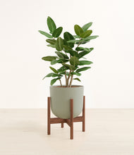 Load image into Gallery viewer, Sage Green stand:walnut
