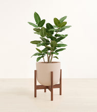 Load image into Gallery viewer, Sandy Pink stand:walnut
