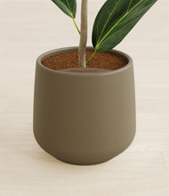 Load image into Gallery viewer, Olive stand:all
