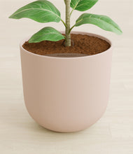 Load image into Gallery viewer, Sandy Pink stand:all
