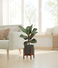 Load image into Gallery viewer, Dark Olive stand:dark
