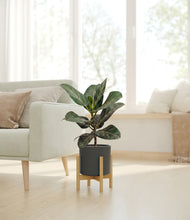 Load image into Gallery viewer, Dark Olive stand:light
