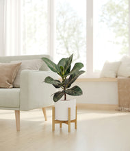 Load image into Gallery viewer, White stand:light

