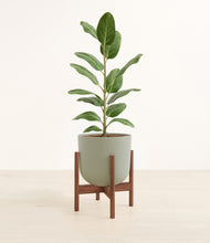 Load image into Gallery viewer, Sage Green stand:walnut
