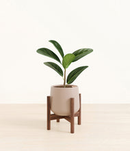Load image into Gallery viewer, Eternal Gray stand:walnut

