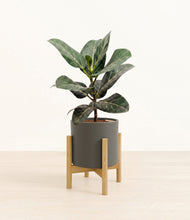 Load image into Gallery viewer, Dark Olive stand:light
