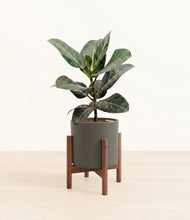 Load image into Gallery viewer, Dark Olive stand:dark
