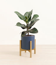 Load image into Gallery viewer, Deep Navy stand:light
