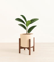 Load image into Gallery viewer, Cream stand:walnut
