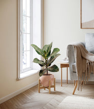 Load image into Gallery viewer, Calm Rose stand:light

