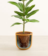 Load image into Gallery viewer, Sage Green stand:all
