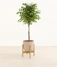 Load image into Gallery viewer, Sandy Pink stand:bamboo
