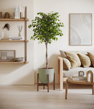 Load image into Gallery viewer, Sage Green stand:walnut
