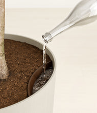 Load image into Gallery viewer, Natural Bamboo
