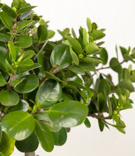 Load image into Gallery viewer, ALL
