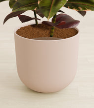 Load image into Gallery viewer, Sandy Pink stand:all
