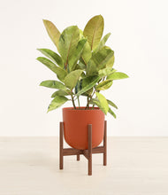 Load image into Gallery viewer, Earth Red stand:walnut
