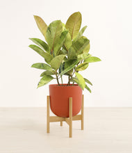 Load image into Gallery viewer, Earth Red stand:bamboo
