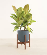 Load image into Gallery viewer, Iron Gray stand:walnut
