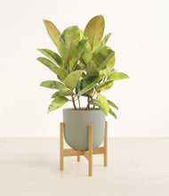 Load image into Gallery viewer, Sage Green stand:bamboo
