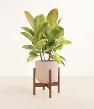 Load image into Gallery viewer, Sandy Pink stand:walnut
