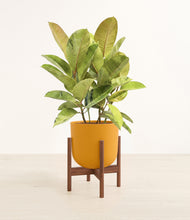 Load image into Gallery viewer, Sunset Orange stand:walnut
