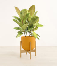 Load image into Gallery viewer, Sunset Orange stand:bamboo
