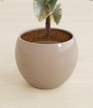 Load image into Gallery viewer, Desert Brown stand:all
