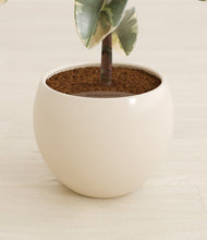 Load image into Gallery viewer, Shiny EggWhite stand:all
