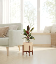 Load image into Gallery viewer, Cream stand:walnut
