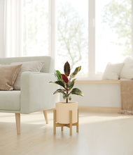 Load image into Gallery viewer, Cream stand:bamboo
