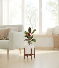 Load image into Gallery viewer, White stand:walnut
