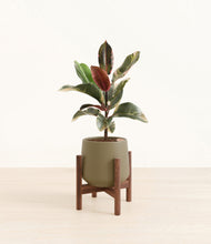 Load image into Gallery viewer, Olive stand:walnut
