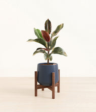 Load image into Gallery viewer, Deep Navy stand:walnut
