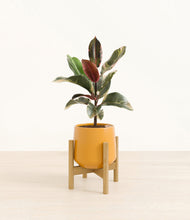 Load image into Gallery viewer, Mustard stand:bamboo
