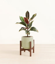 Load image into Gallery viewer, Turquoise stand:walnut
