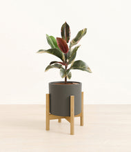 Load image into Gallery viewer, Dark Olive stand:bamboo
