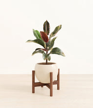 Load image into Gallery viewer, Shiny EggWhite stand:walnut
