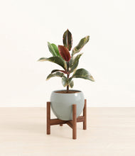 Load image into Gallery viewer, Deep Ocean stand:walnut

