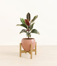 Load image into Gallery viewer, Calm Rose stand:bamboo
