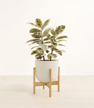 Load image into Gallery viewer, Natural Bamboo stand:bamboo
